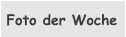 Foto der Woche